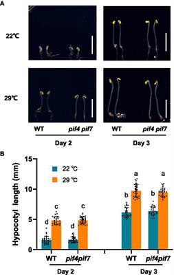 Phosphoproteomic Analysis of Thermomorphogenic Responses in Arabidopsis